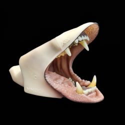 BEAR-Black Jawset (Pre-painted full mouth cup)-KSJS-39