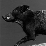 WILD BOAR-Russian-WB49-5