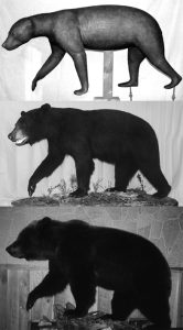 BEAR - Black-BB166