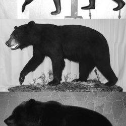 BEAR - Black-BB166