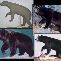 BEAR - Black-BB175