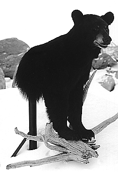 BEAR - Black-BB155-5