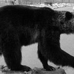 BEAR - Grizzly-GB176