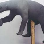 BEAR - Polar-PB84