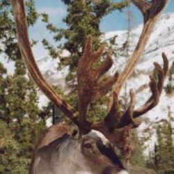 CARIBOU - Western Mtn. Bull-CO8