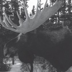 MOOSE-ALASKA/YUKON BULL -MSH-AY-2