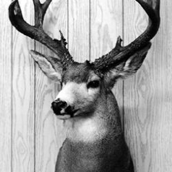 MULE DEER-MD1