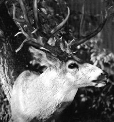 MULE DEER-MD20