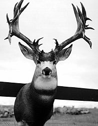 MULE DEER-MD24