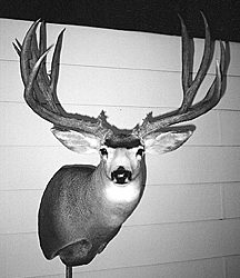 MULE DEER-MD30