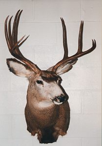 MULE DEER-MD31