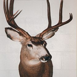 MULE DEER-MD31