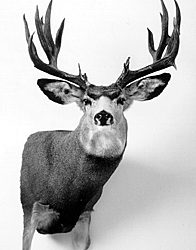 MULE DEER-MD7