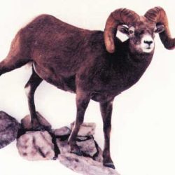 SHEEP - BIG HORN-BHS362