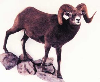 SHEEP - BIG HORN-BHS362
