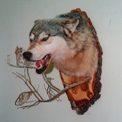 TIMBER WOLF-TWSH5