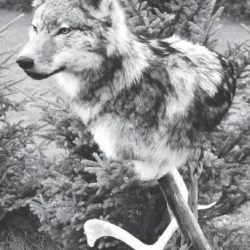 TIMBER WOLF-TWSH2