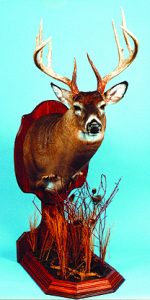 WHITETAIL DEER-171