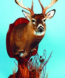 WHITETAIL DEER-171